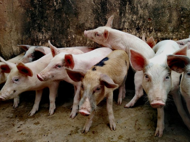 White pigs standing on a brown wooden fence under daylight.